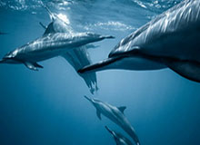 记者：达万、吴少聪继续缺席客战山东泰山的比赛